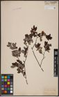 Foto von Salix aurita L. x Salix myrtilloides L.